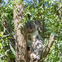 Koala Tarni im Aussenbereich