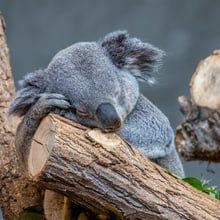 Schlafender Koala Milo im Zoo Zürich.