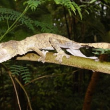 Plattschwanzgecko im Masoala Regenwald
