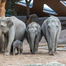 Asiatische Elefanten Indi, Umesh, Omysha und Chandra im Zoo Zürich.
