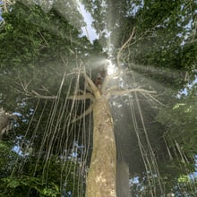 Visualisierung Sumatra Regenwald im Entwicklungsplan 2050 des Zoo Zürich.