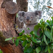 Koala Milo in der Australienaussenanlage im Zoo Zürich.