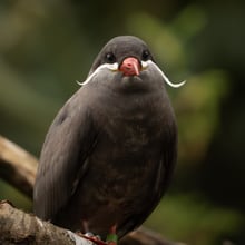 Inkaseeschwalbe im Zoo Zürich