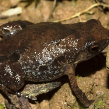 Neu entdeckte madagassische Froschart Stumpffia froschaueri.
