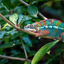 Pantherchamäleon im Masoala Regenwald des Zoo Zürich.
