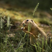 Europäischer Ziesel im Zoo Zürich.