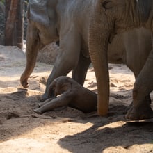 Elefantenkalb mit Mutter Indi und Chandra