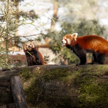Paarungszeit Kleine Pandas (Tiangtang & Xianju)
