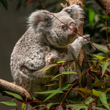 Koala Téa mit Jungtier im Zoo Zürich.