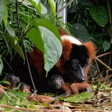 Junge Rote Varis im Masoala Regenwald im Zoo Zürich