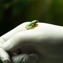 Nachwuchs des Orangeaugen-Laubfrosches auf Hand.