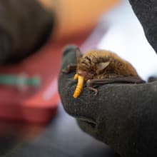 Fütterung einer Pfleglingsfledermaus in der Fledermaus-Notpflegestation.