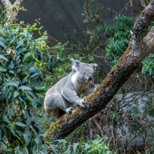 Koala Tarni im neuen Australienhaus. 