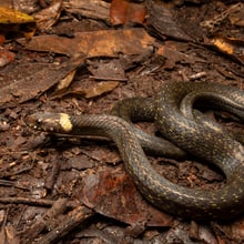 Compsophis vinckei im Makira Naturpark