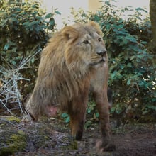 Löwenkater Jadoo im Zoo Zürich.