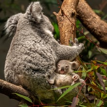 Koala Tea mit Jungtier im Zoo Zürich