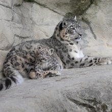 Schneeleopard mit Jungtier im Zoo Zürich.