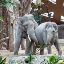 Asiatische Elefanten Thai und Farha im Kaeng Krachan Elefantenpark des Zoo Zürich.