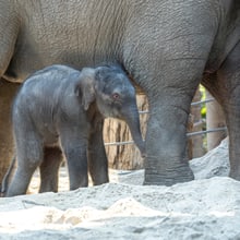 Elefantenkalb im Zoo Zürich geboren. 