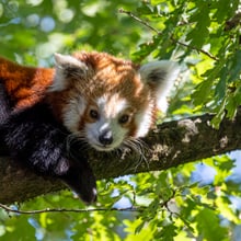 Kleiner Panda Tiang Tang blickt neugierig vom Baum herab.