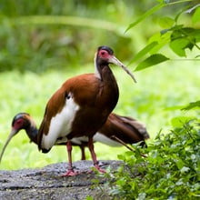 Mähnenibis im Masoala Regenwald im Zoo Zürich.