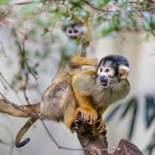 Totenkopfäffchen im Zoo Zürich.