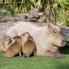 Capybara-Weibchen Sissi mit vier Jungtieren.