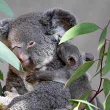 Koala Pippa mit Joey im Zoo Zürich.