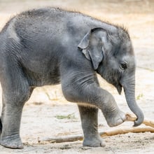 Junger Asiatischer Elefant Zali im Zoo Zürich.