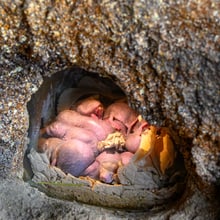 Nacktmulle in der Gemeinschaftskammer im Zoo Zürich.