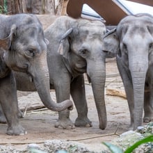 Die Asiatischen Elefanten (v.l.) Panang, Ceyla-Himali und Farha im Kaeng Krachan Elefantenpark des Zoo Zürich.