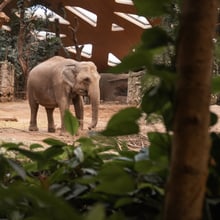 Trächtige Elefantenkuh Indi im KKEP.