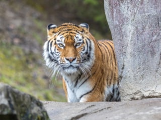 Amurtiger im Zoo Zürich.
