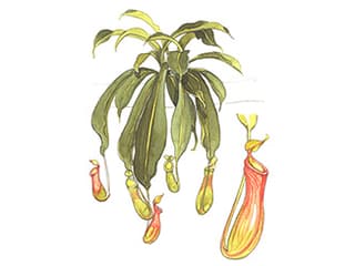 Illustration Kannenpflanze