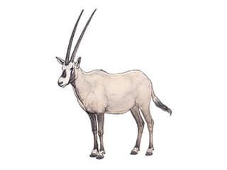 Illustration Arabische Oryx