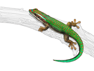 Illustration du gecko vert de Manapany 