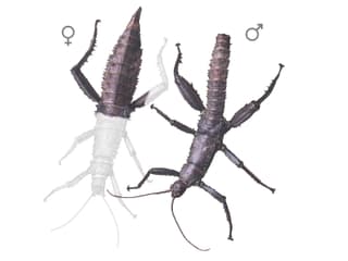 Illustration Dorngespenstschrecke