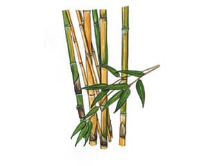 Illustration Gelber Bambus
