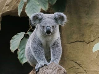 Koala-Männchen Tarni im Zoo Duisburg.
