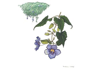 Illustration Grossblütige Thunbergie
