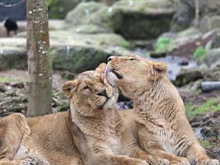 Asiatische Löwen Kalika (l.) und Jeevana im Zoo Zürich (2018).