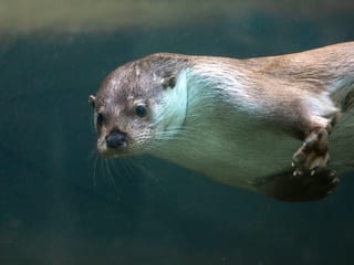 Europäischer Fischotter im Zoo Zürich.