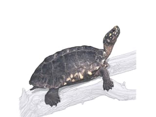 Strahlen-Dreikielschildkröte
