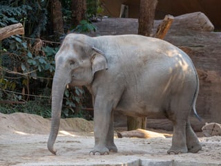 Asiatischer Elefant Farha im Kaeng Krachan Elefantenpark des Zoo Zürich.