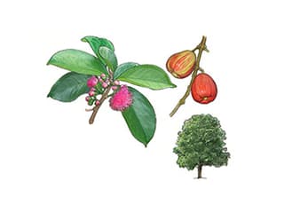 Illustration Malayenapfel