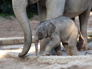 Junger Elefantenbulle Umesh im Zoo Zürich.