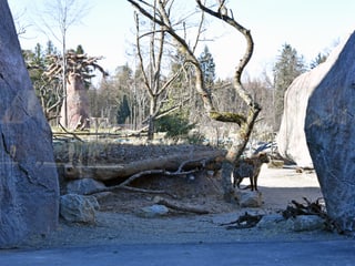 Einblick Hyänenanlage in der Lewa Savanne im Zoo Zürich. 