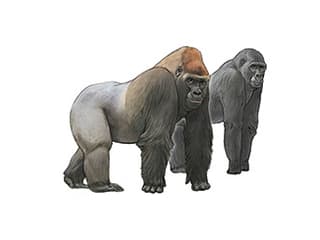 Illustration western lowland gorilla