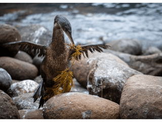Ein Bild, das Rock, draußen, Wasservogel, Vogel enthält.  Automatisch generierte BeschreibungFlugunfähiger Kormoran beim Nestbau © Amy MacLeod  