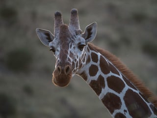 Netzgiraffe im Lewa Wildlife Conservancy in Kenia.